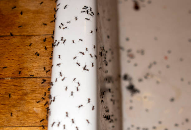 Best Pest Control for Homes  in Port Wentworth, GA