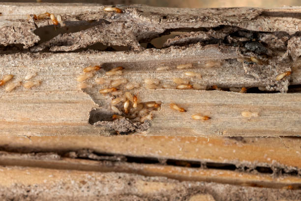 Wildlife Control Services in Port Wentworth, GA